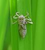 Orthetrum sp.